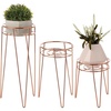 image:imagemDesign Metal IndoorOutdoor Plant Stands  Modern Plant Stand with Hairpin Legs for Flowers Plants Greenery Succulents Vases Pots Containers Concerto Collection Set of 3 Rose Gold