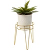 image:imagemDesign Steel Modern 9 Plant Stand Planter Holder wHairpin Legs for Display Indoor Outdoor PlantFlower in Living Room Shelf Balcony Patio Garden Home Office  Concerto Collection  Soft BrassSoft Brass